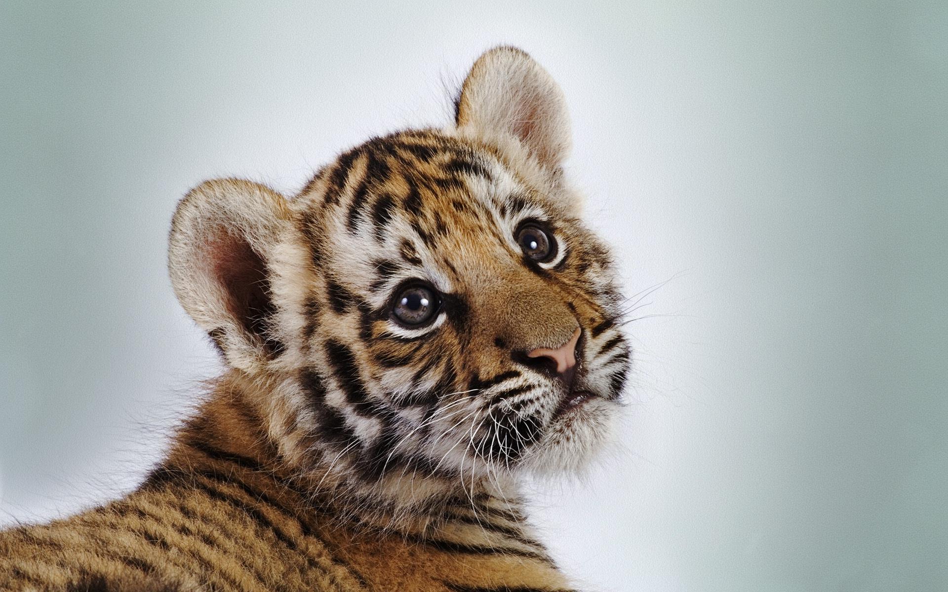 Tiger Baby Face Cute #21