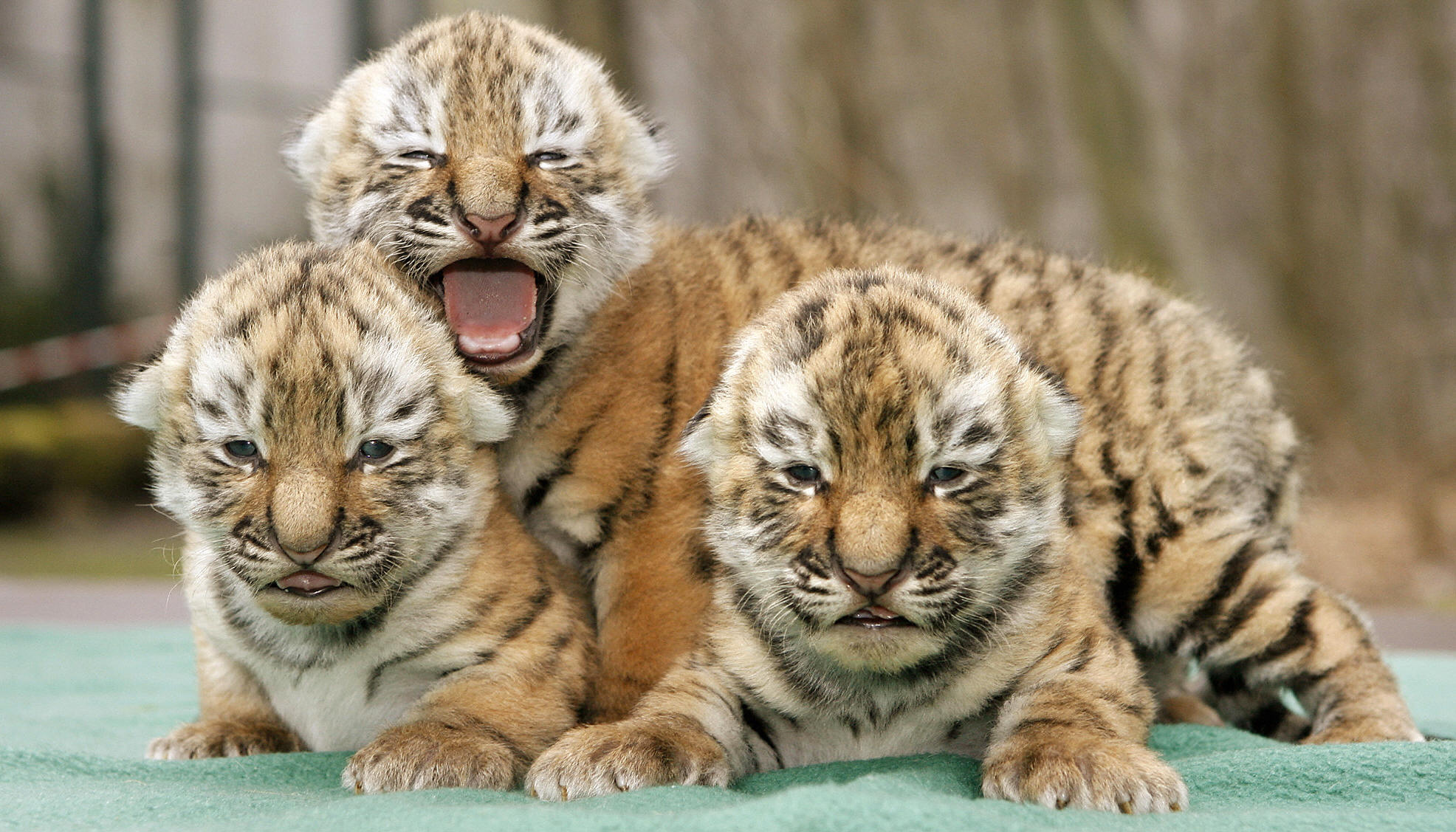 pictures of baby tigers and wallpaper Download