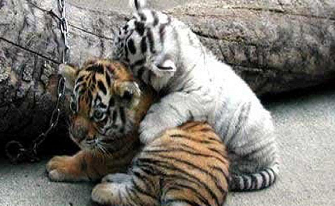 Baby Tiger Cubs - wallpaper.