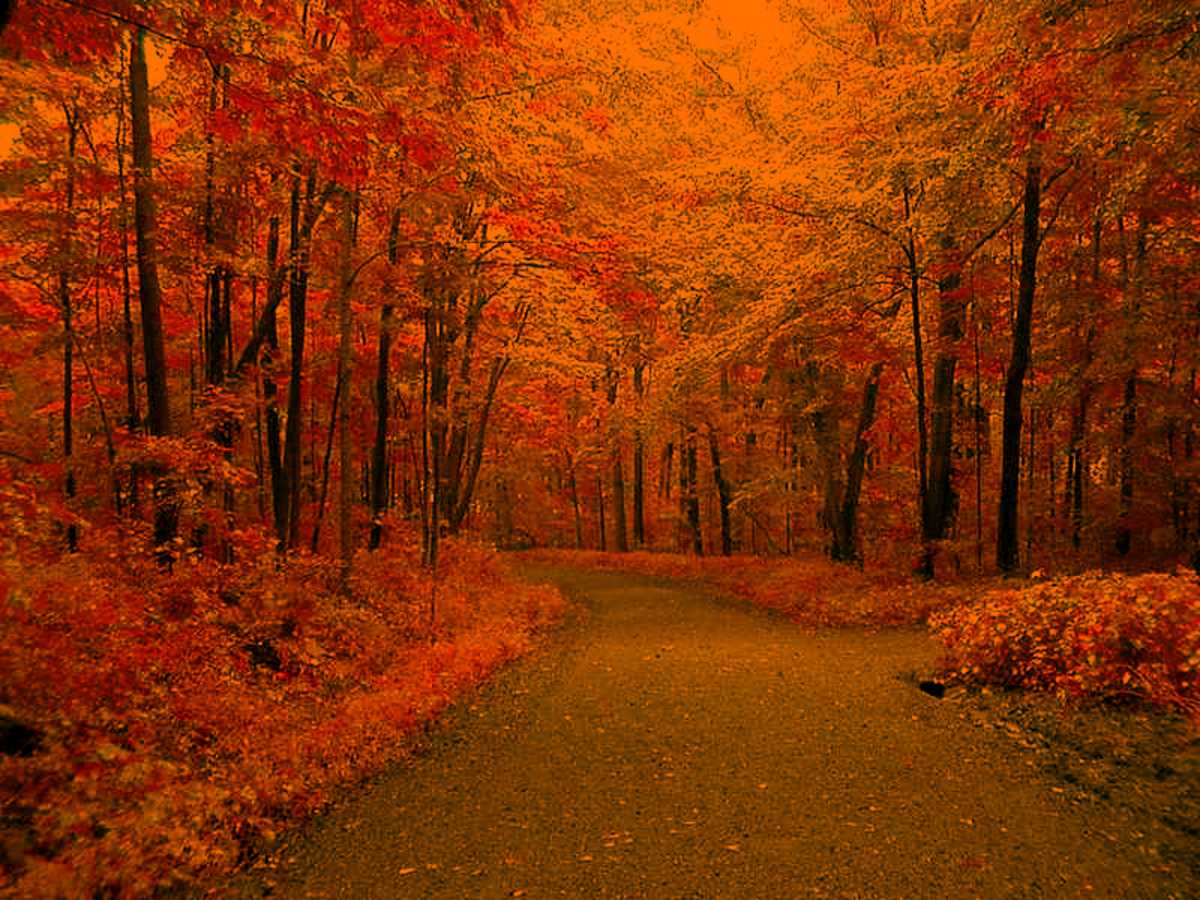 Autumn Road Background Image, Wallpaper or Texture free for any ...