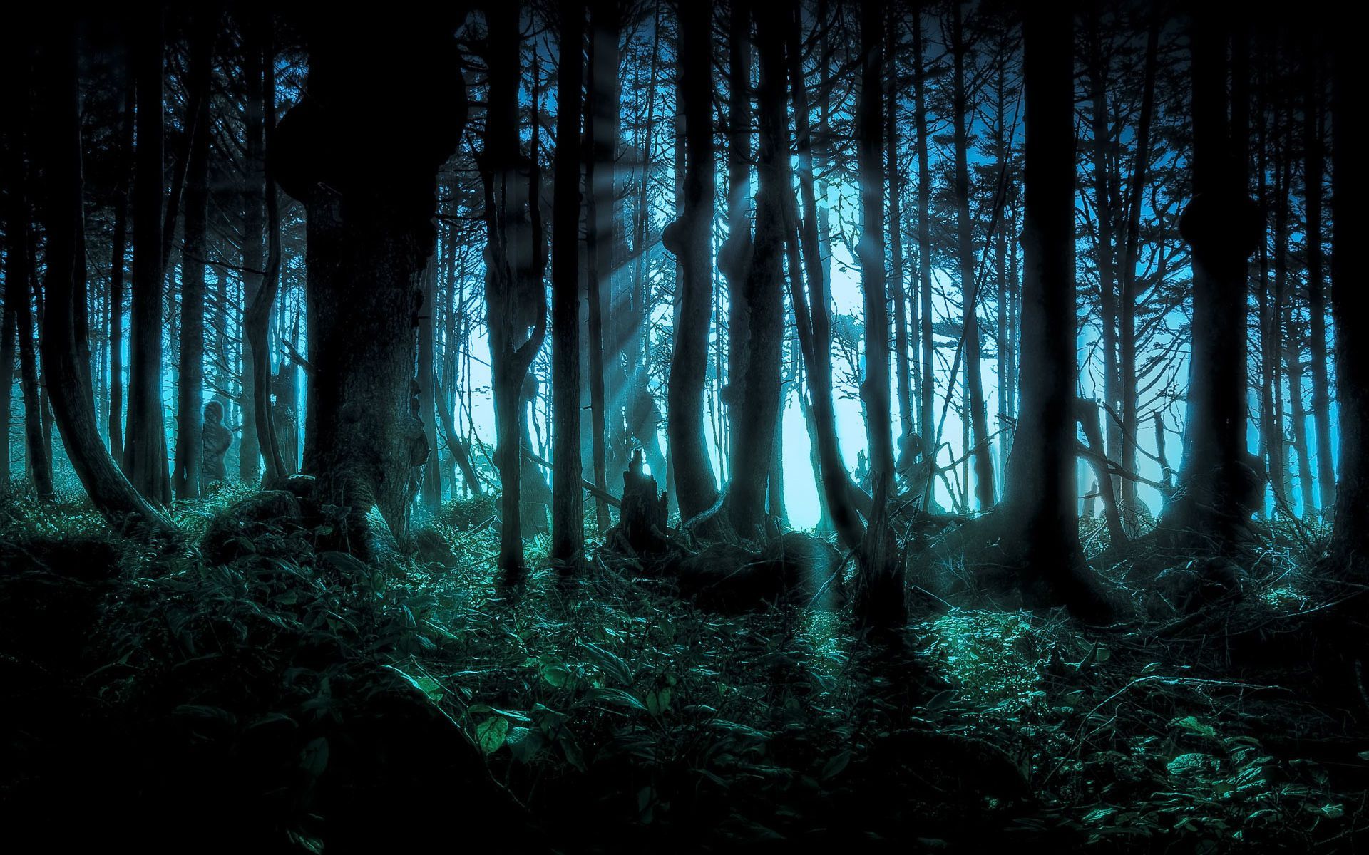 Dark forest Wallpaper Background 28014