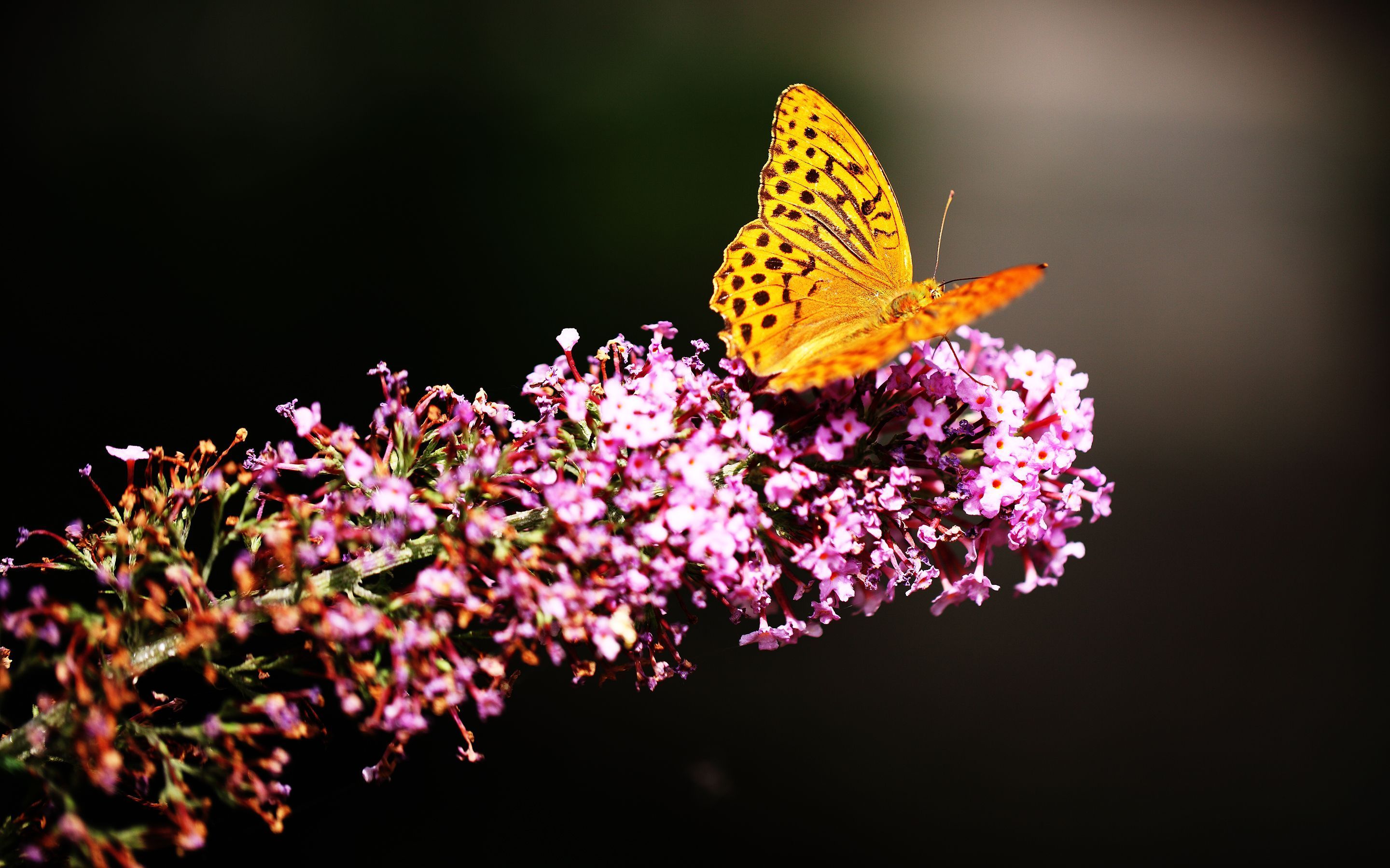 Butterfly in Botanic Garden Wallpapers | HD Wallpapers