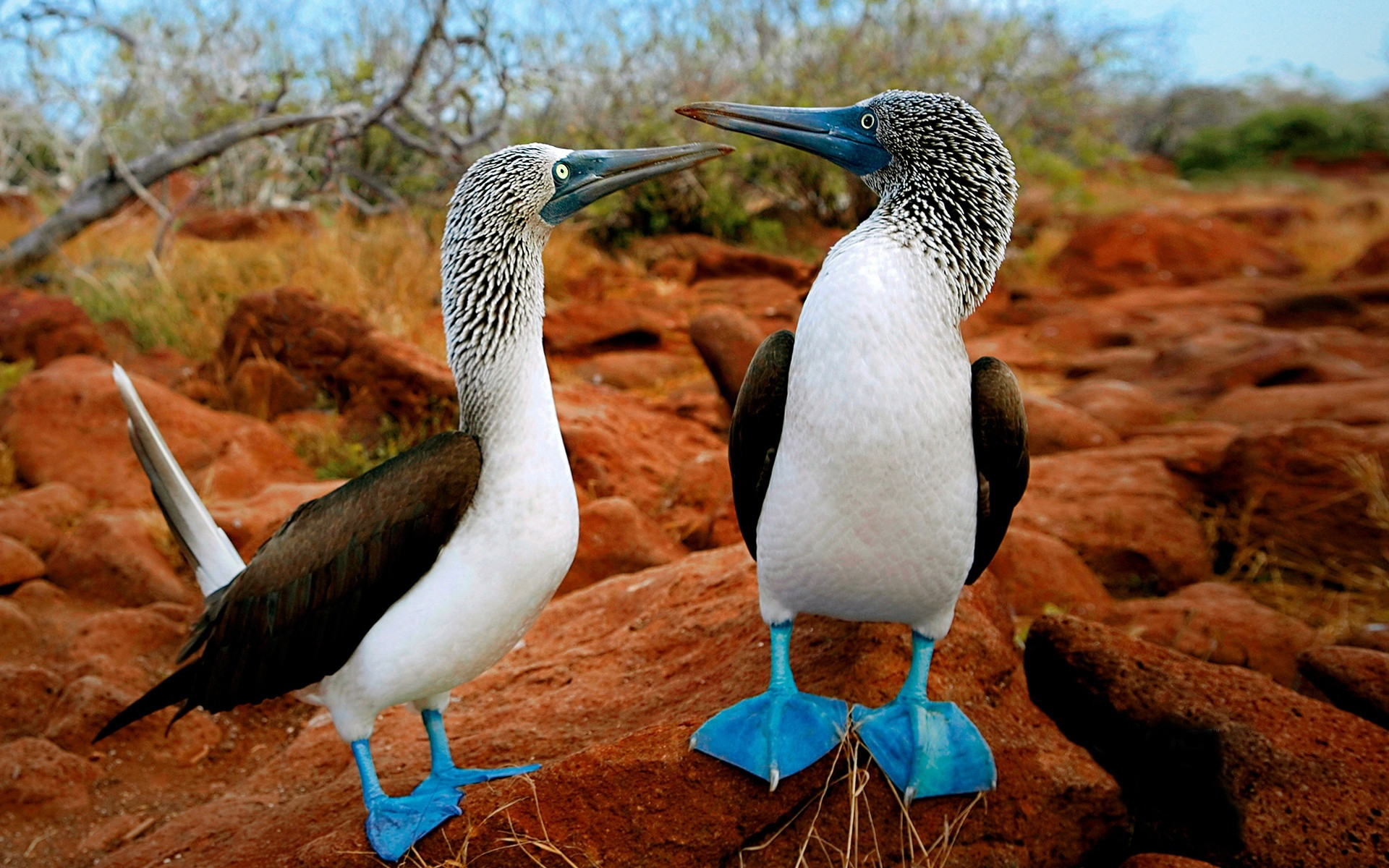 Blue-footed Boobies [1920x1200] : wallpapers