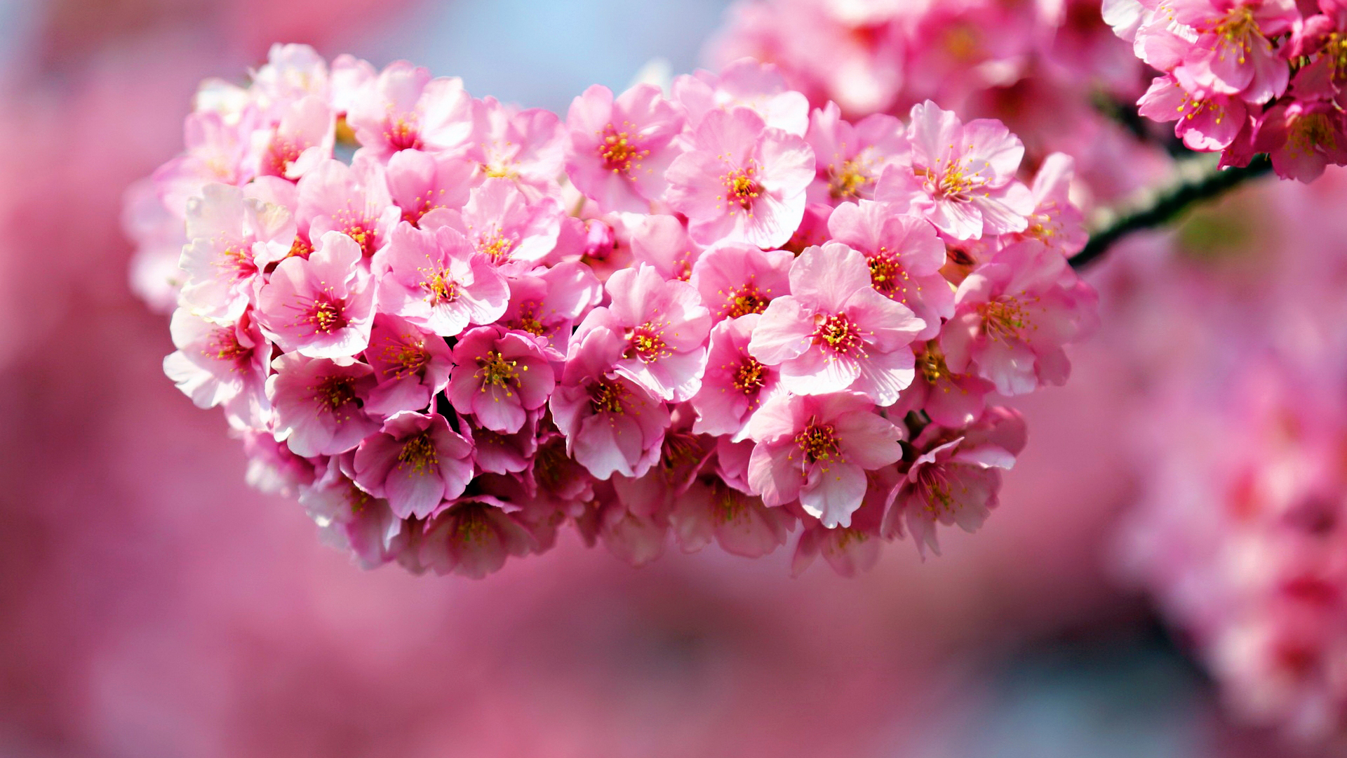 Awesome Pink Flowers Wallpapers Pack Download - FLGX DB
