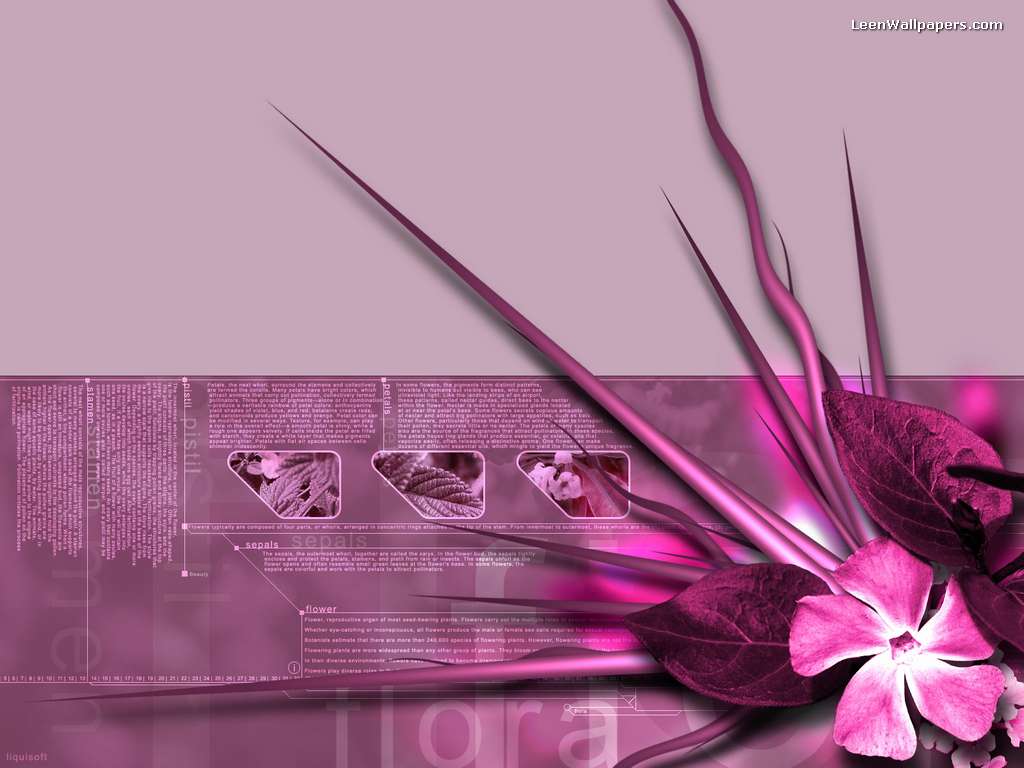 Pink Wallpapers HD Wallpapers Pulse