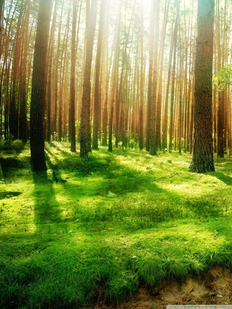 Beautiful Forest Scenery HD desktop wallpaper : Widescreen : High ...