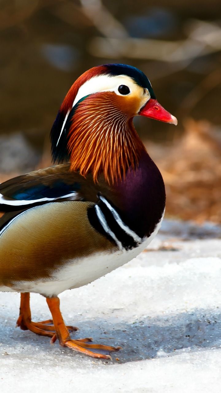 Beautiful Bird Mandarin Duck wallpaper : Desktop : Tablet