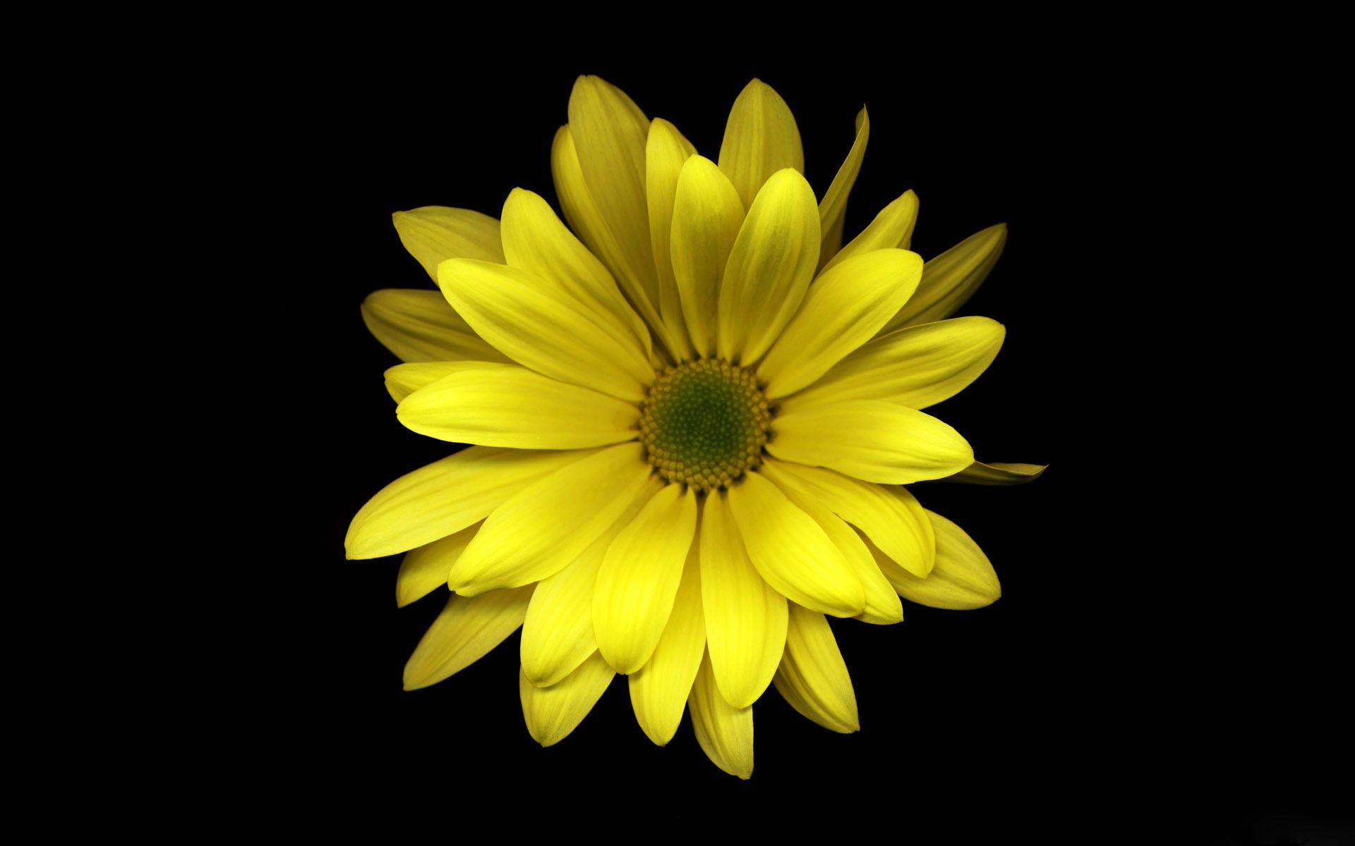 Desktop Wallpaper Gallery Windows 7 Yellow flower free