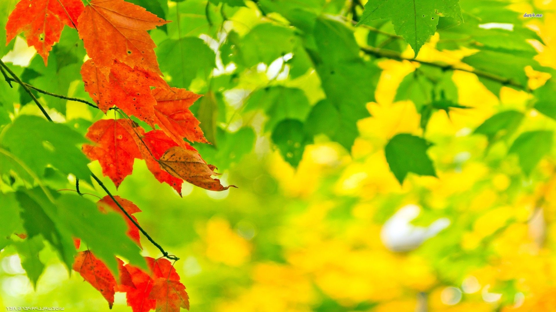 Red and green leaves wallpaper - Photography wallpapers - #12540
