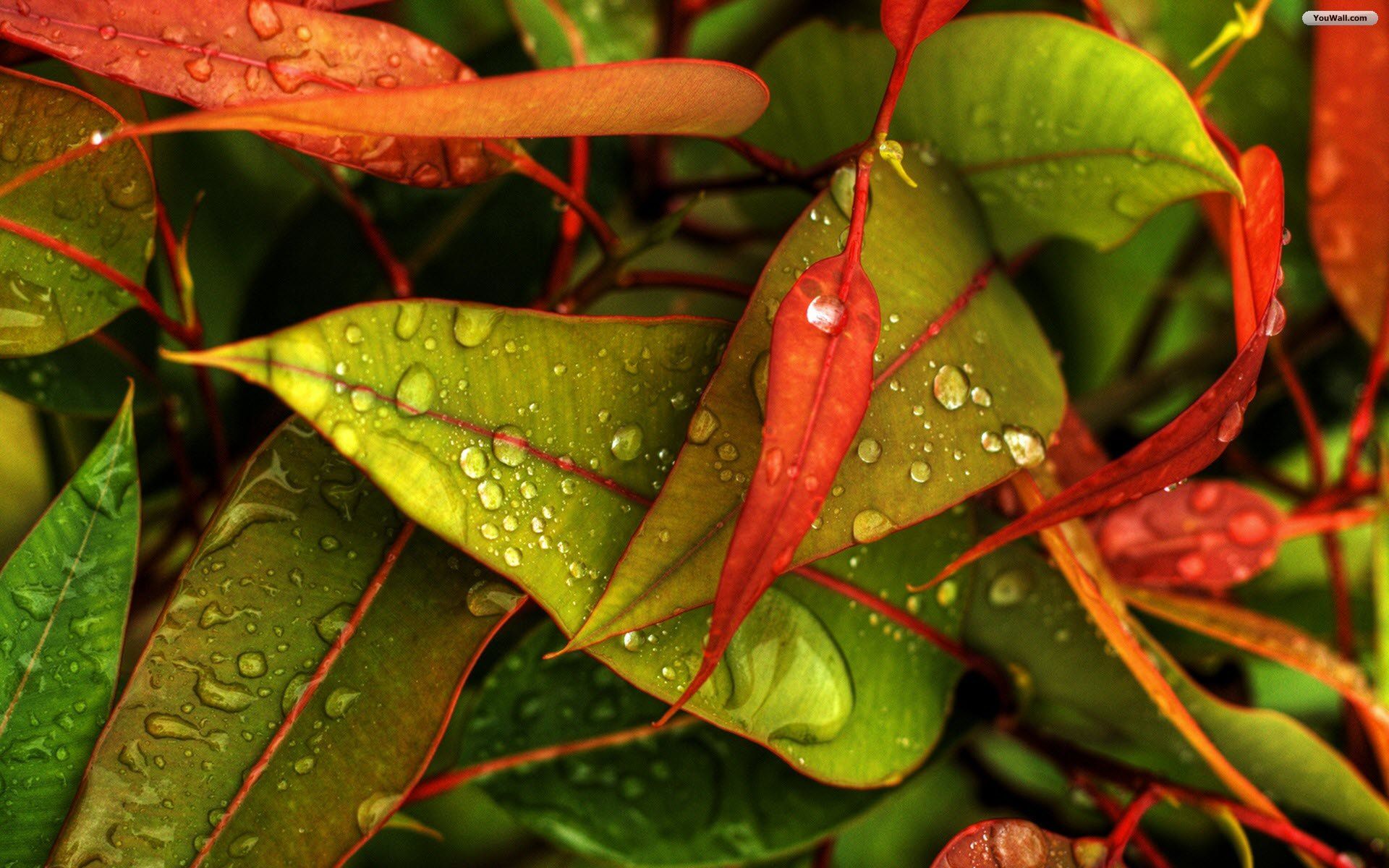 YouWall - Red and Green Leaves Wallpaper - wallpaper,wallpapers ...