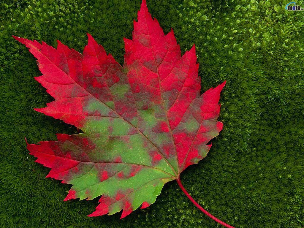 Red leaf wallpaper | Wallpaper Wide HD