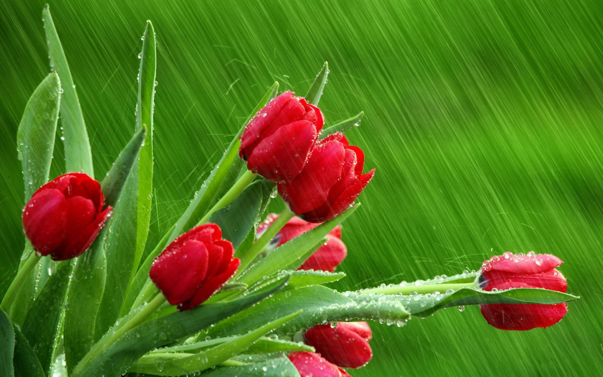 Red tulips green background Wallpapers | HD Desktop Wallpaper ...