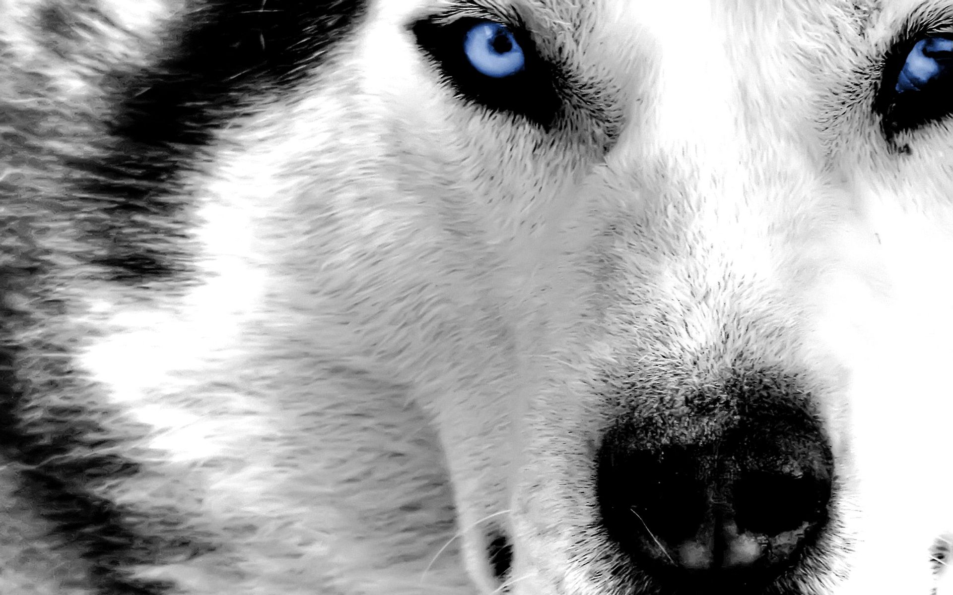 Wolf HD Backgrounds