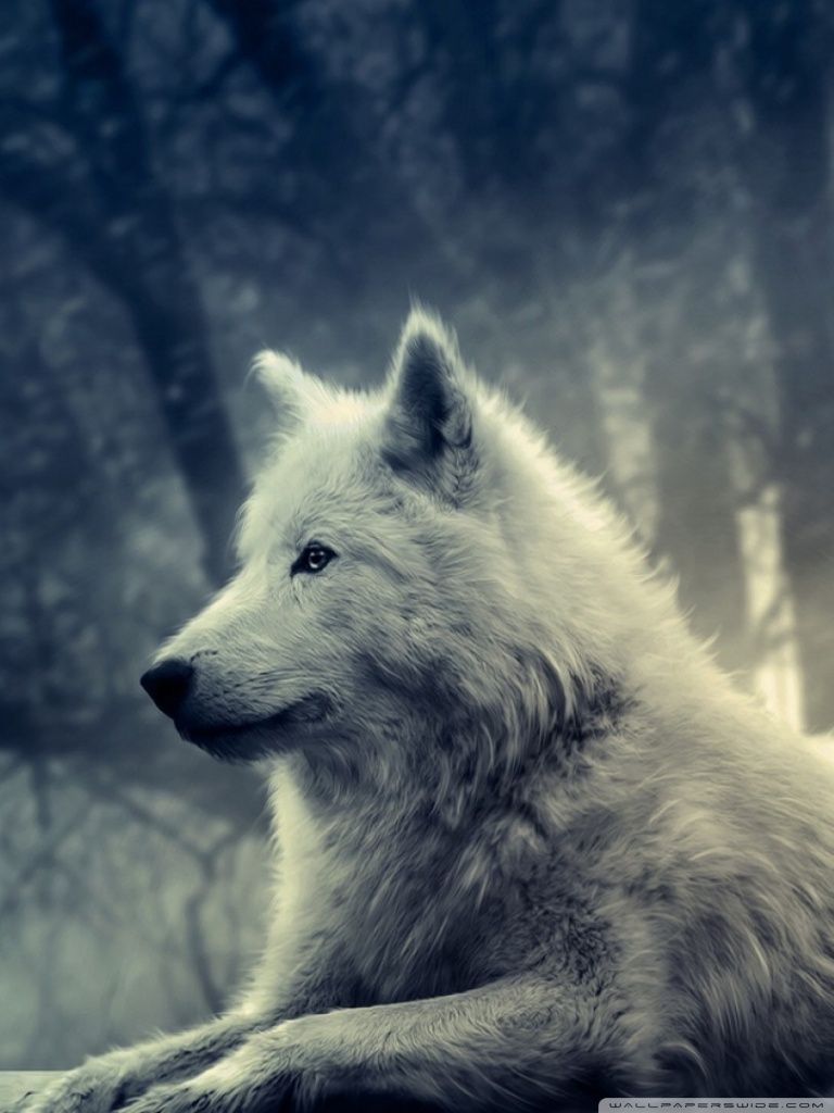 White Wolf Painting HD desktop wallpaper Widescreen High resolution