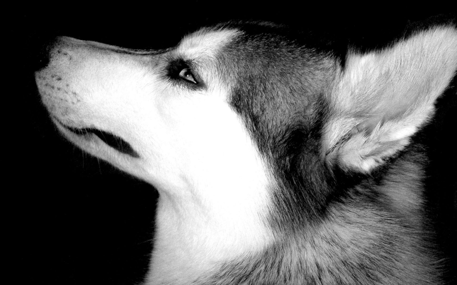 Wolf - Wolves Wallpaper 32863702 - Fanpop