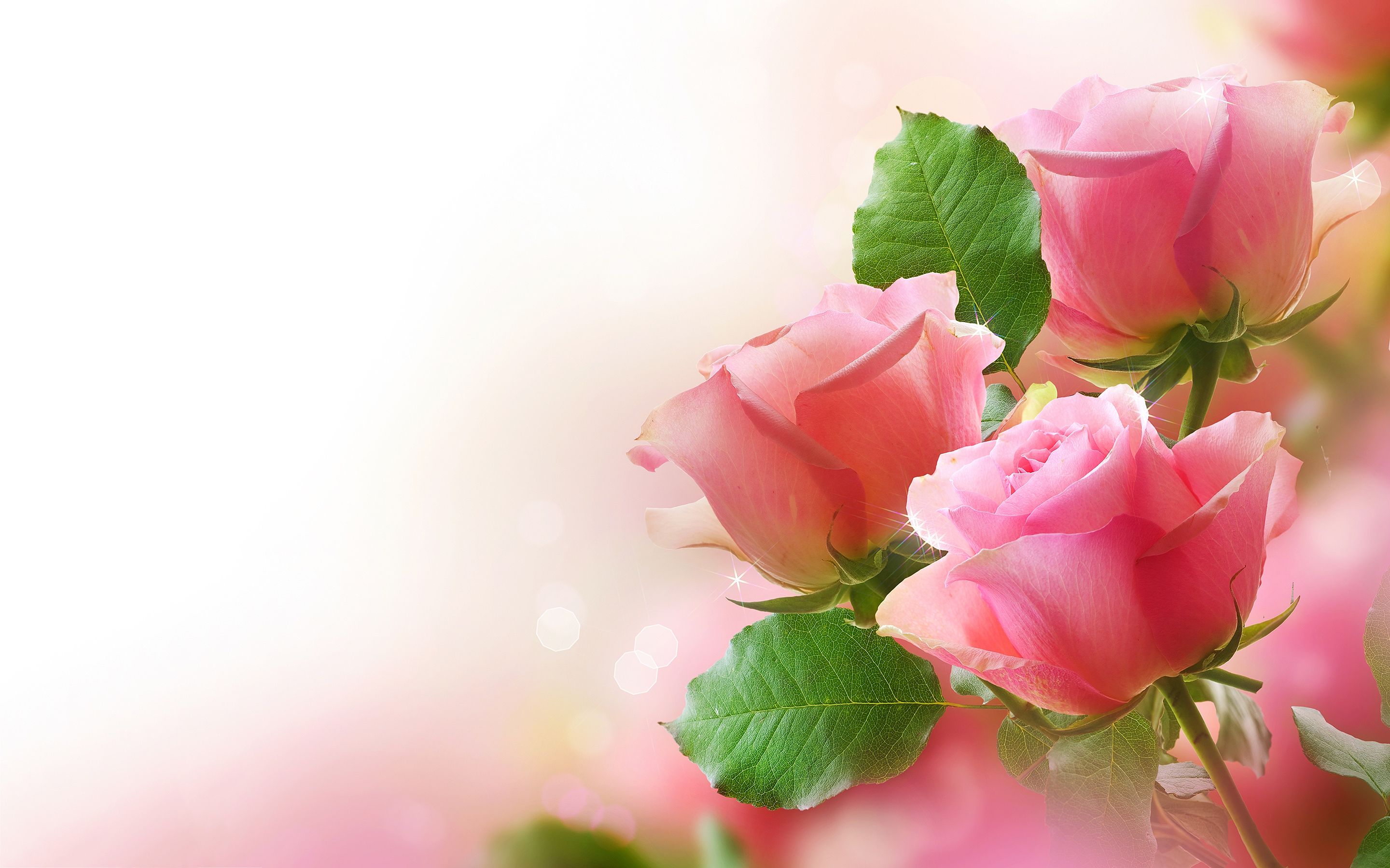 Roses backgrounds Pink roses Wallpapers Pictures Photos Images