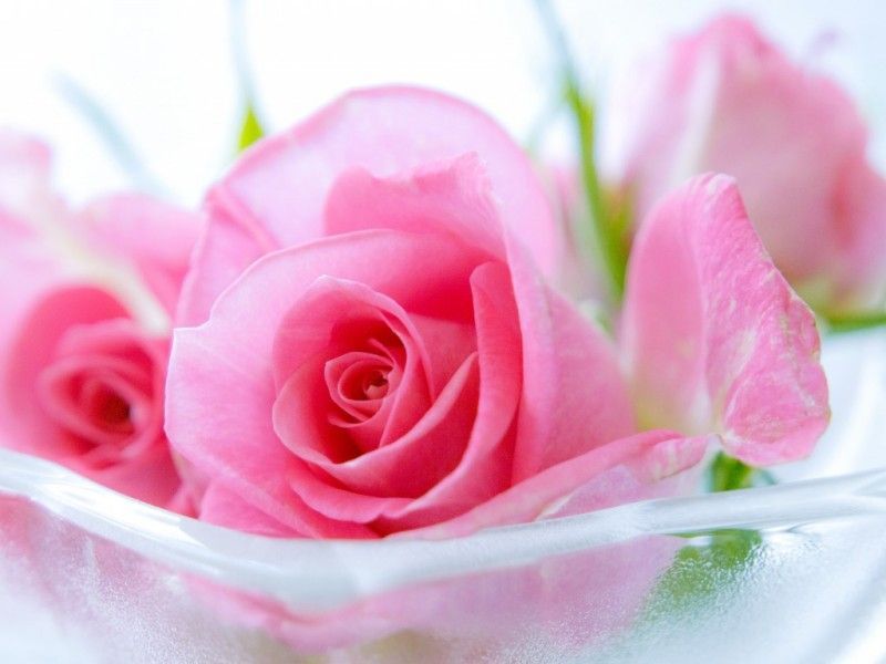 Beautiful Pink Roses Wallpapers Group (74+)