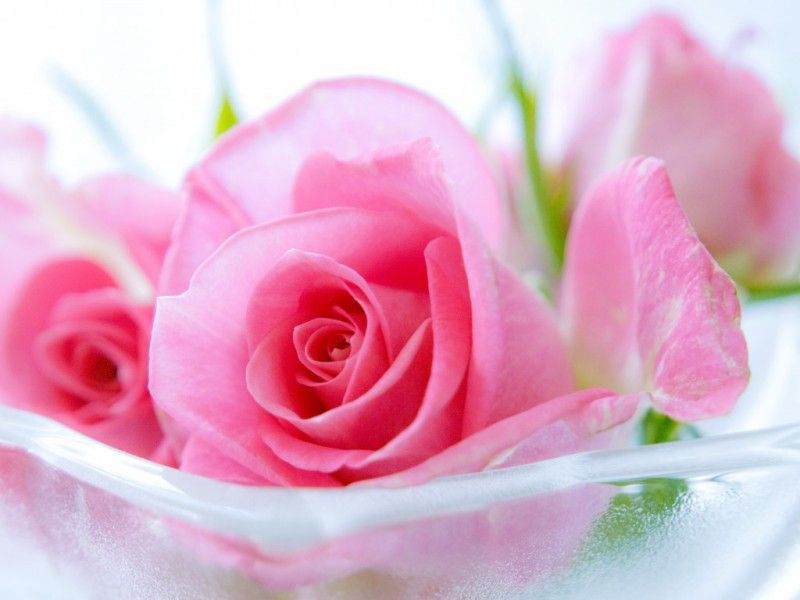 Beautiful Pink Roses Wallpapers Group 74