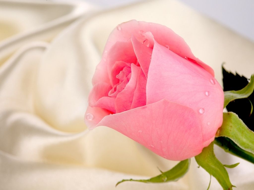 Pink Rose hd wallpapers Page 0 | High Resolution Wallarthd.com