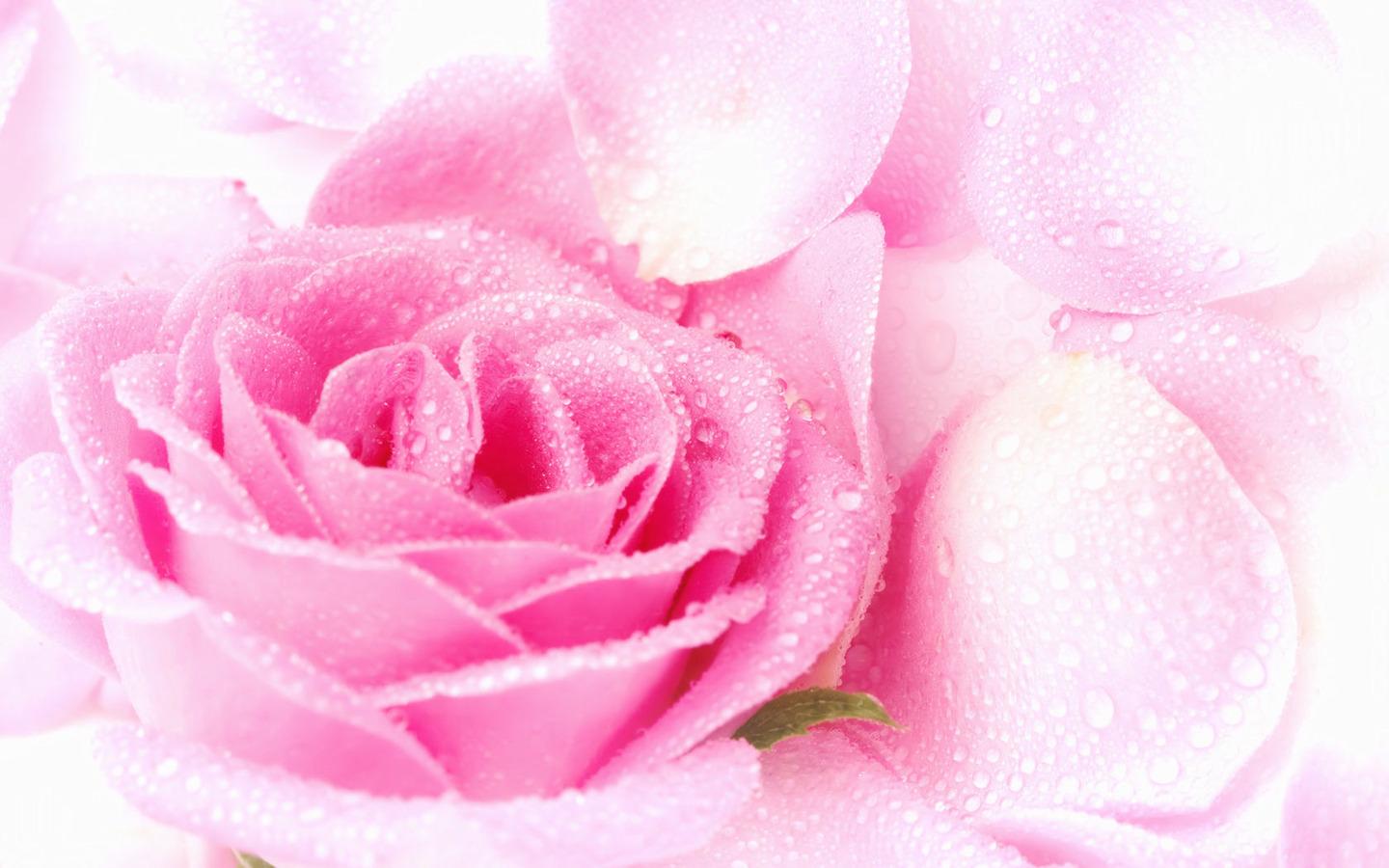 2560x1600px Beautiful Pink Rose Wallpaper