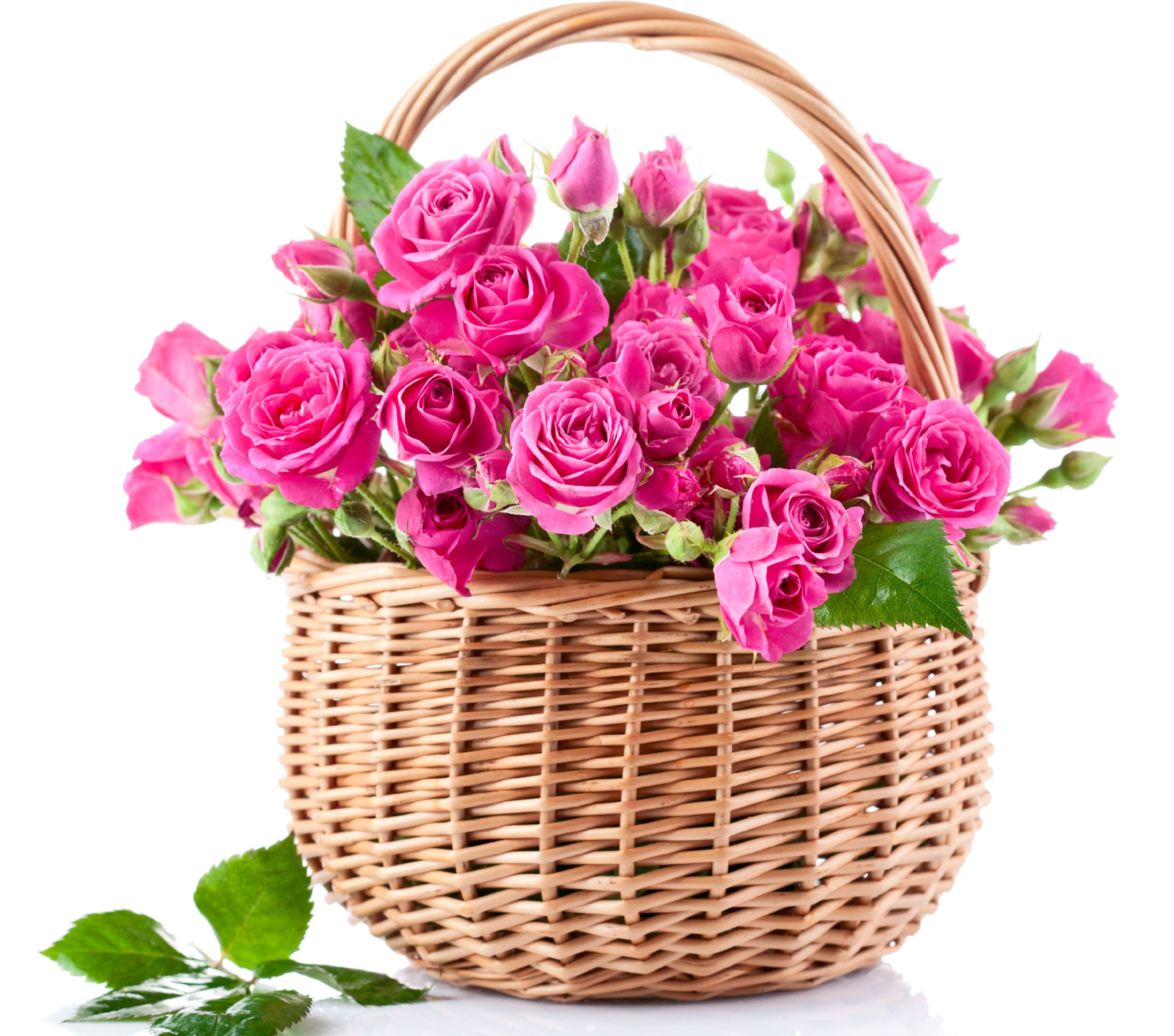 Pink Roses Wallpapers | Flowers | Pinterest | Pink Roses, Rose ...