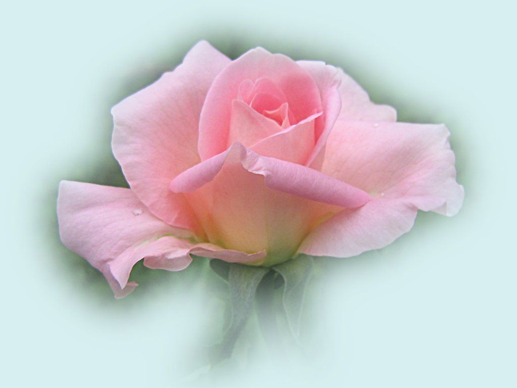Wallpaper pink rose 2979