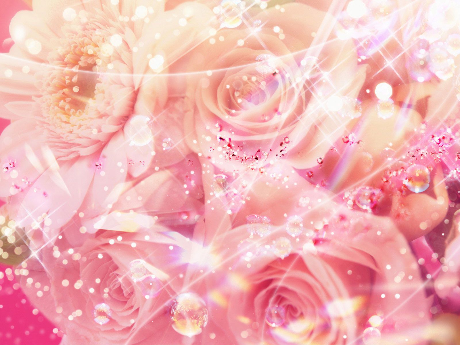IMAGE | pink rose wallpapers