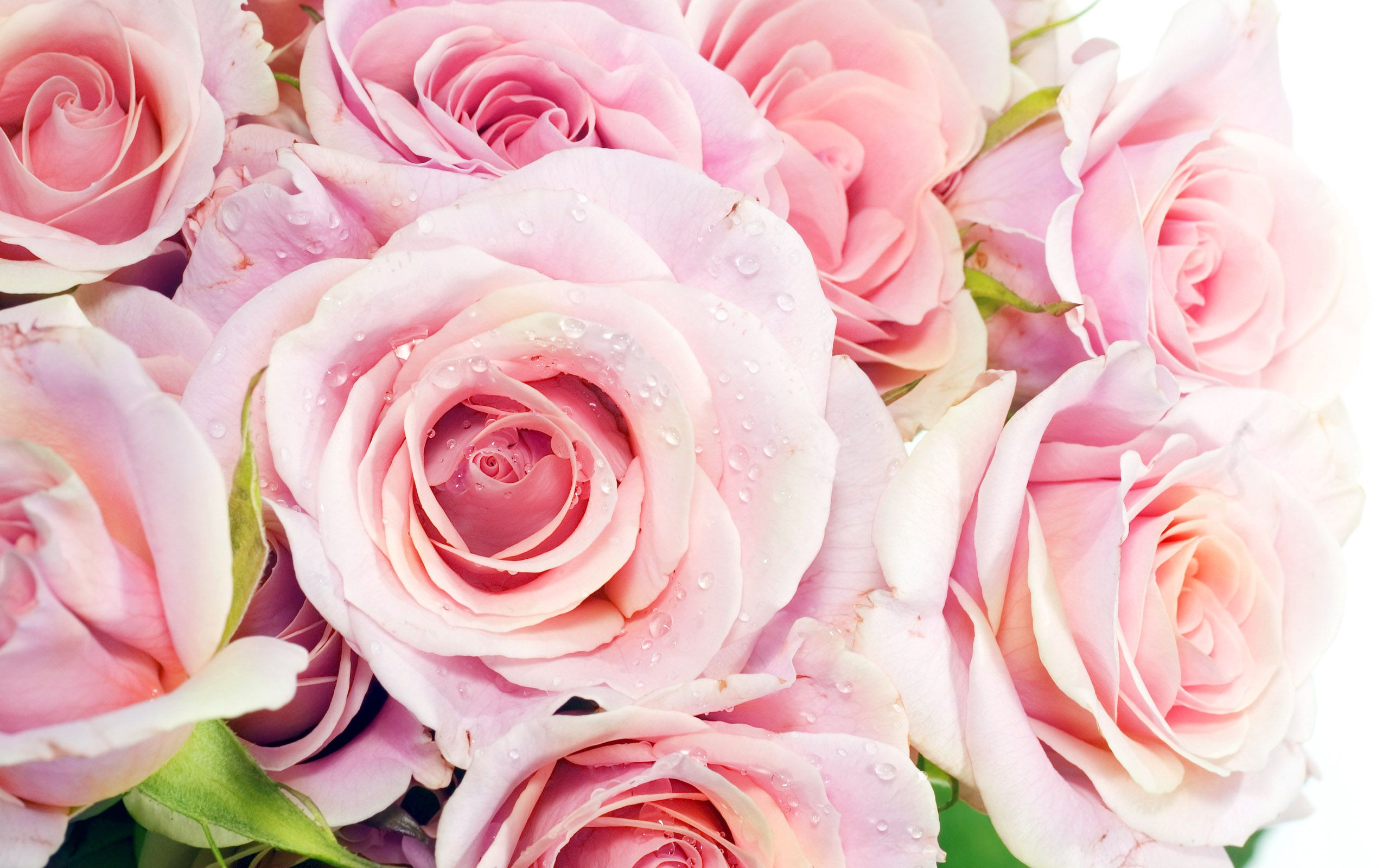 Pretty Pink Roses - Roses Wallpaper (34610937) - Fanpop