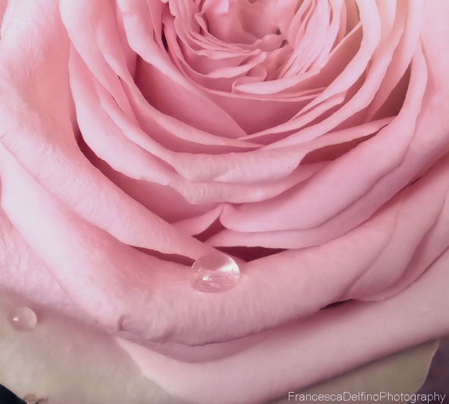 Free Download Beautiful HD Rose Wallpapers 2015