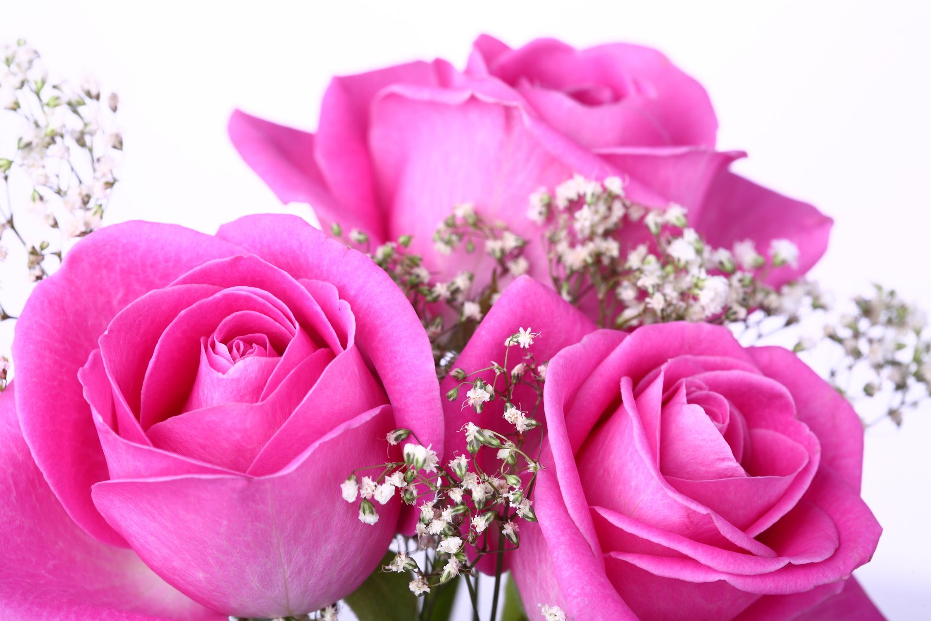 Magnificent Pink Rose HQ Wallpapers | Full HD Pictures