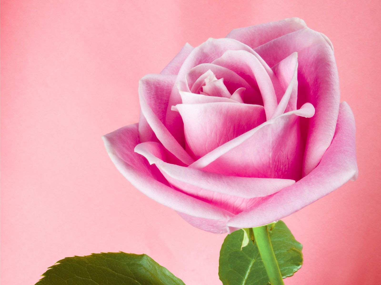 Pretty Pink Roses - Roses Wallpaper (34610934) - Fanpop
