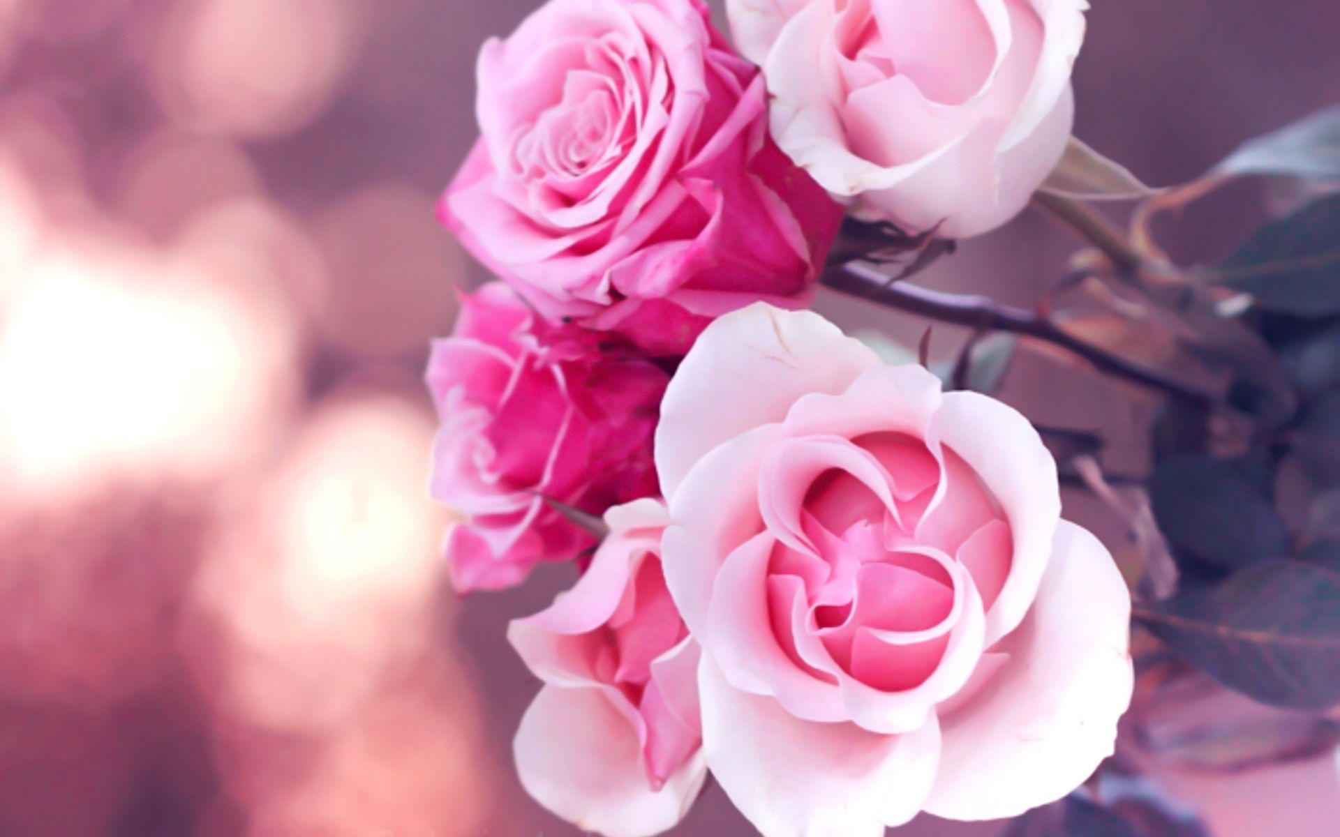 Pink Roses That Spread Happiness And Joy - Picsy Buzz