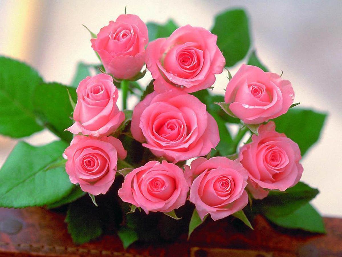 beautiful pink roses wallpapers HD free download - Wallpaper