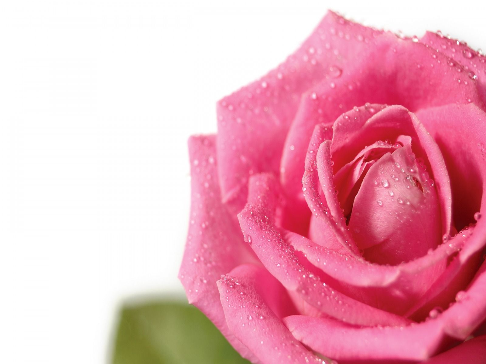Pretty Pink Roses - Roses Wallpaper (34610936) - Fanpop