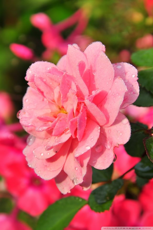 Beautiful Pink Rose HD desktop wallpaper : High Definition ...