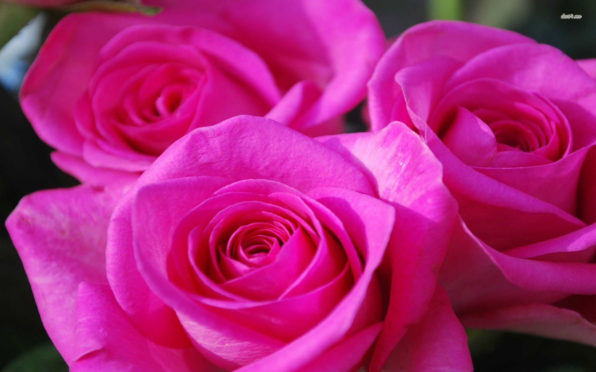 Beautiful pink roses wallpaper - Flower wallpapers - #45082