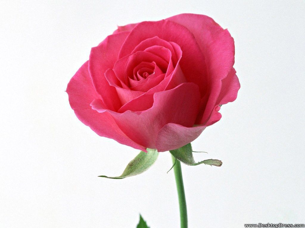 Desktop Wallpapers » Flowers Backgrounds » Beautiful Pink Rose ...