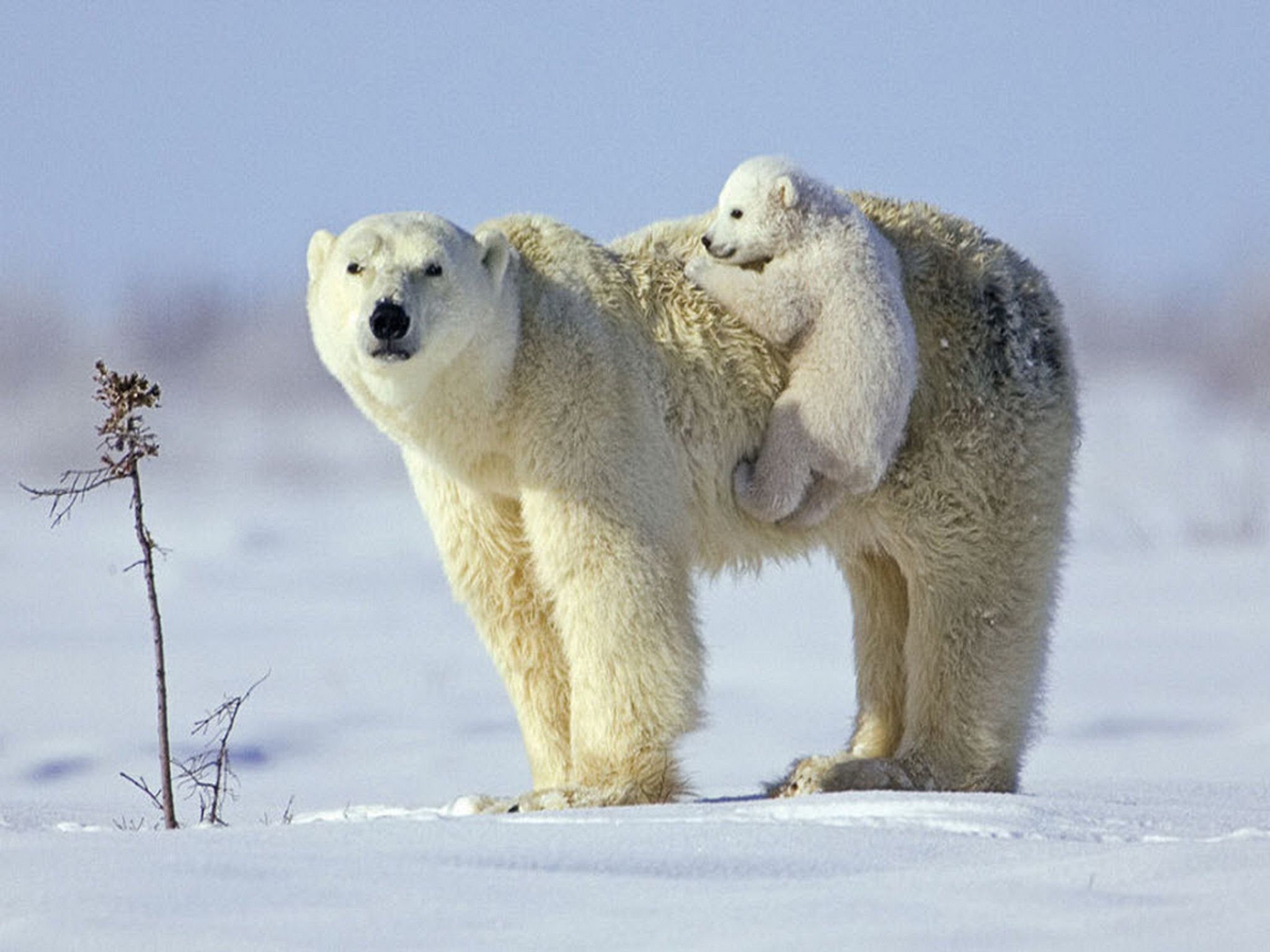 Baby Polar Bears - wallpaper.