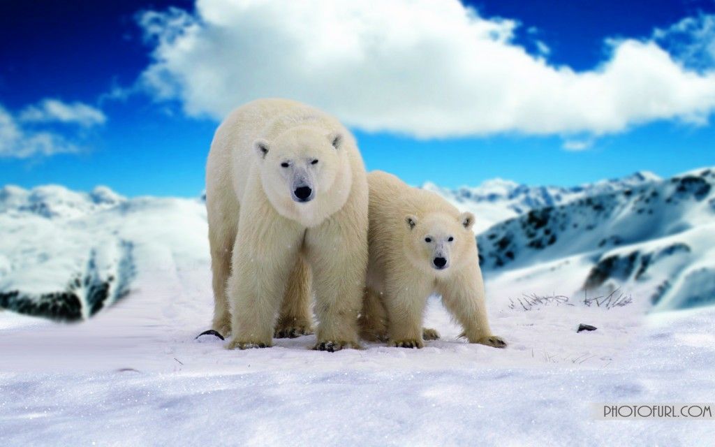 Gallery for - free polar bear wallpaper desktop