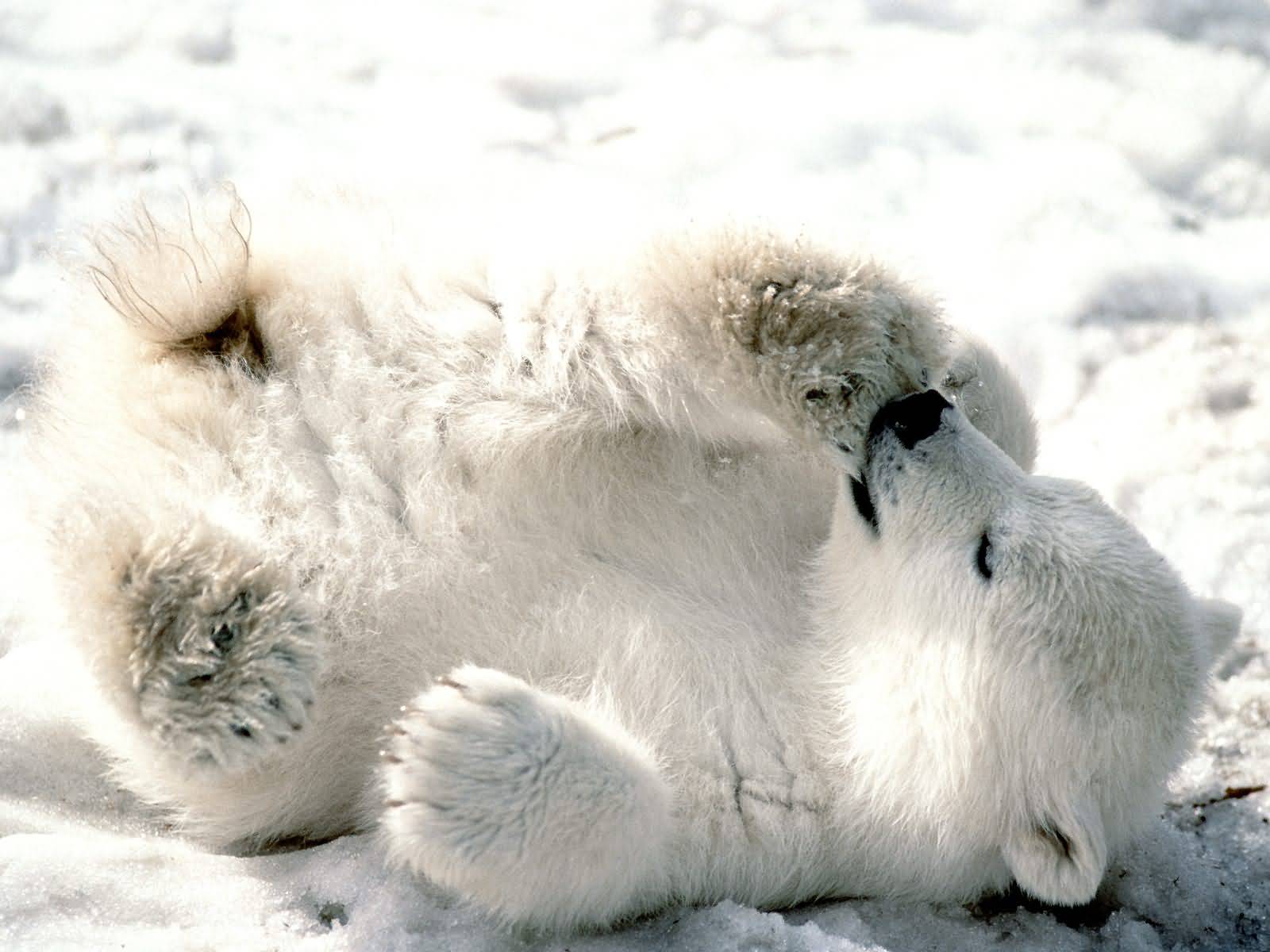 Polar Bears - wallpaper