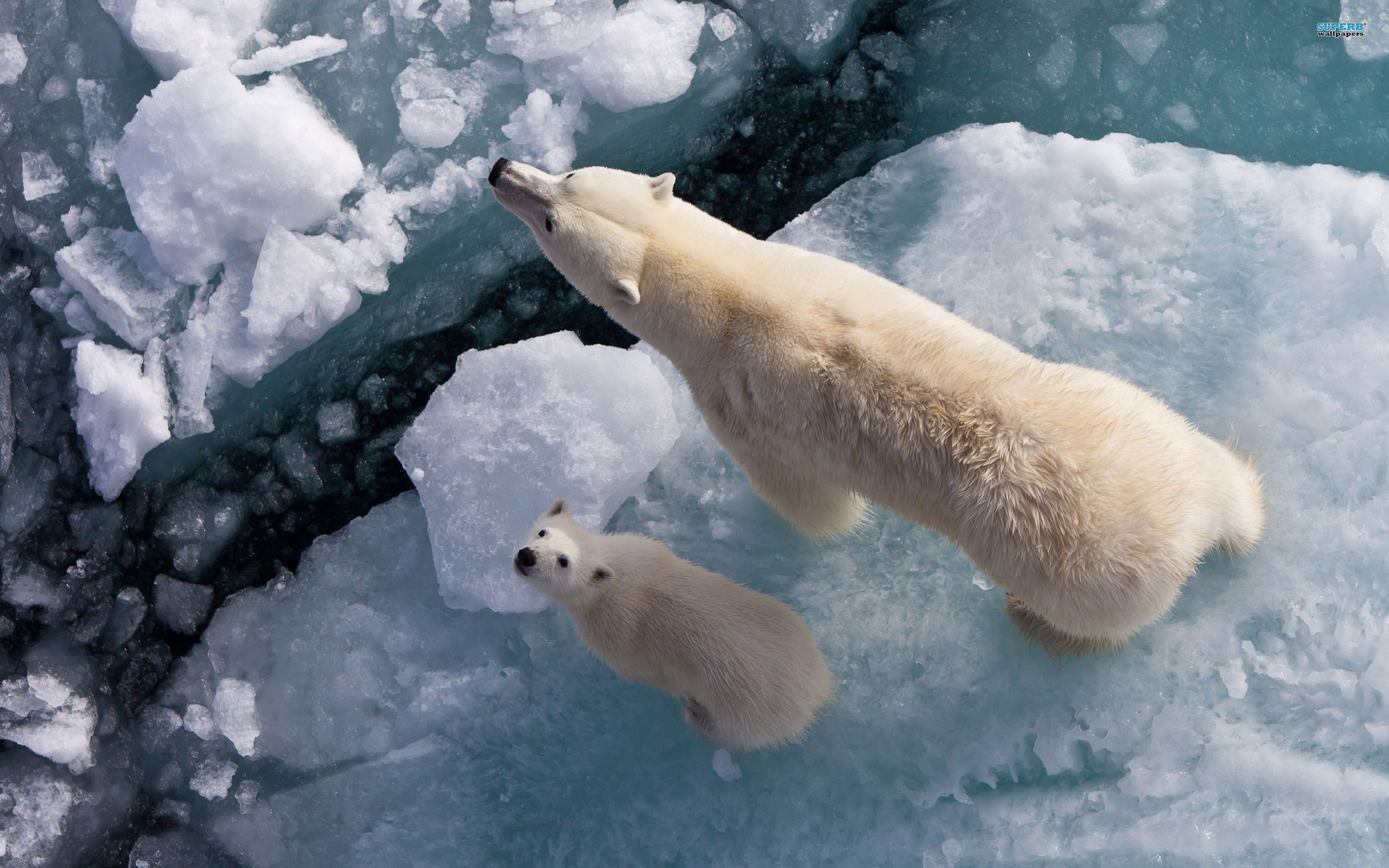 Polar bears wallpaper - Animal wallpapers