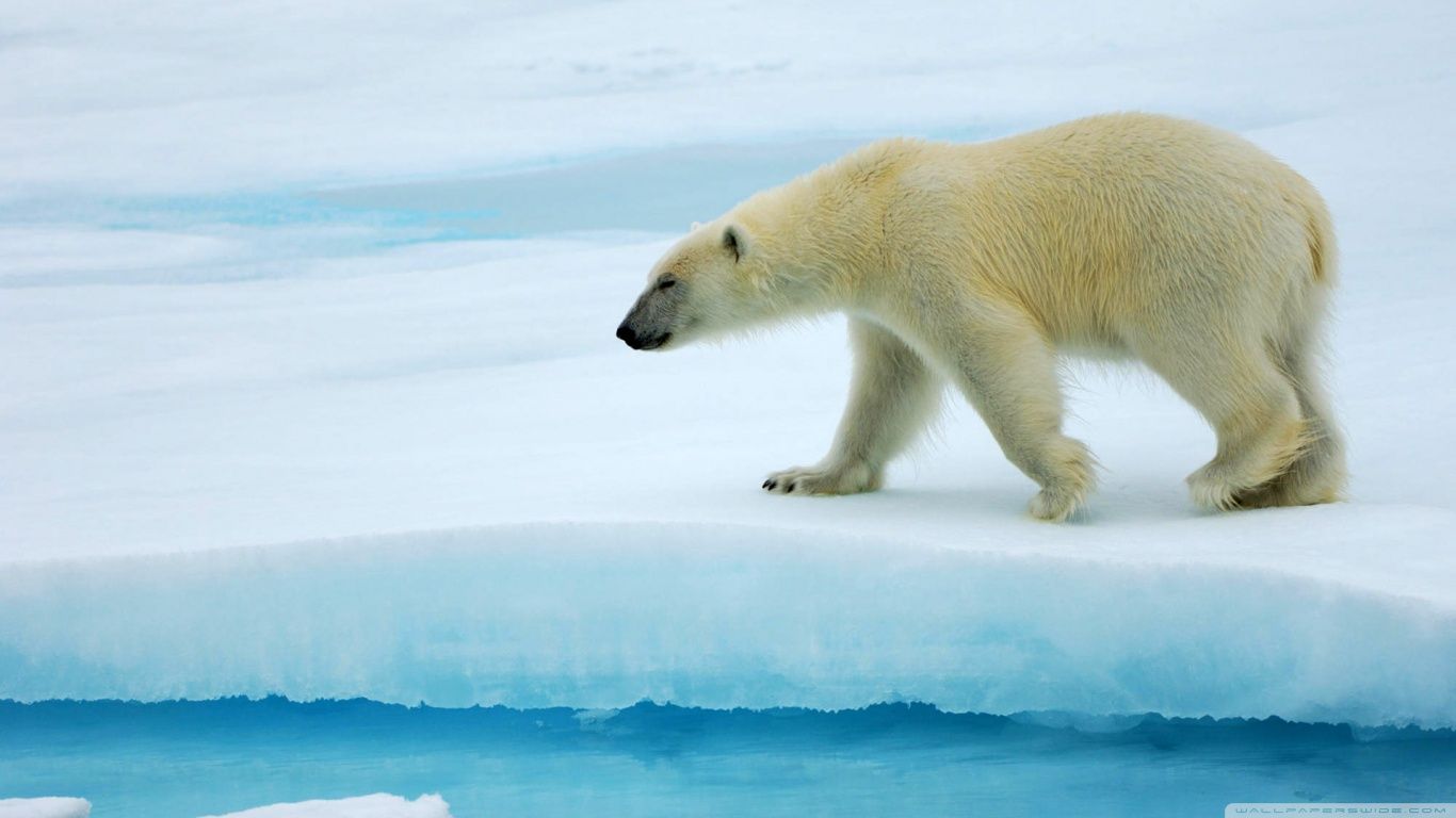 Polar Bear HD desktop wallpaper : Widescreen : High Definition ...
