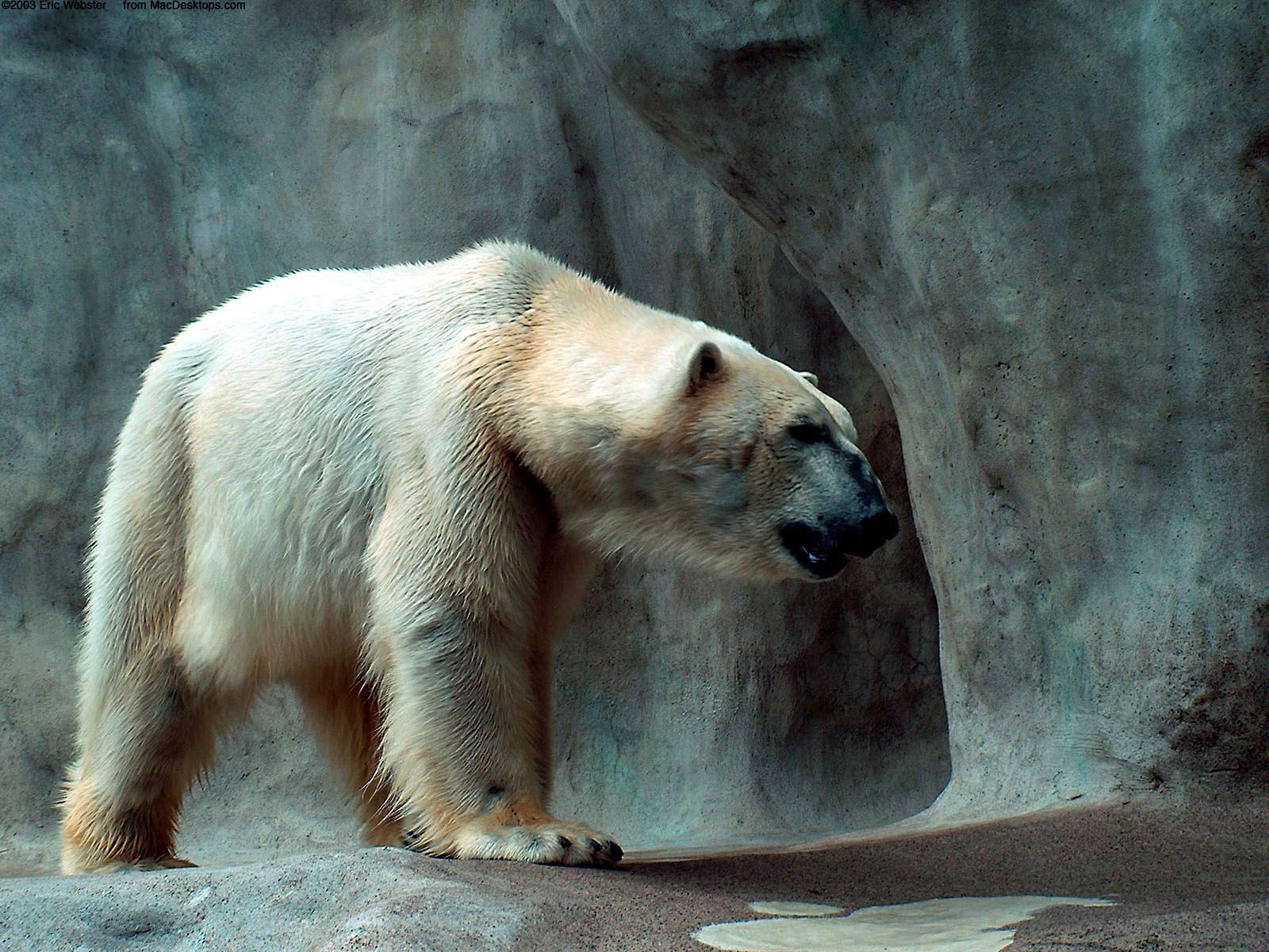 Polar Bear Wallpapers HD Backgrounds