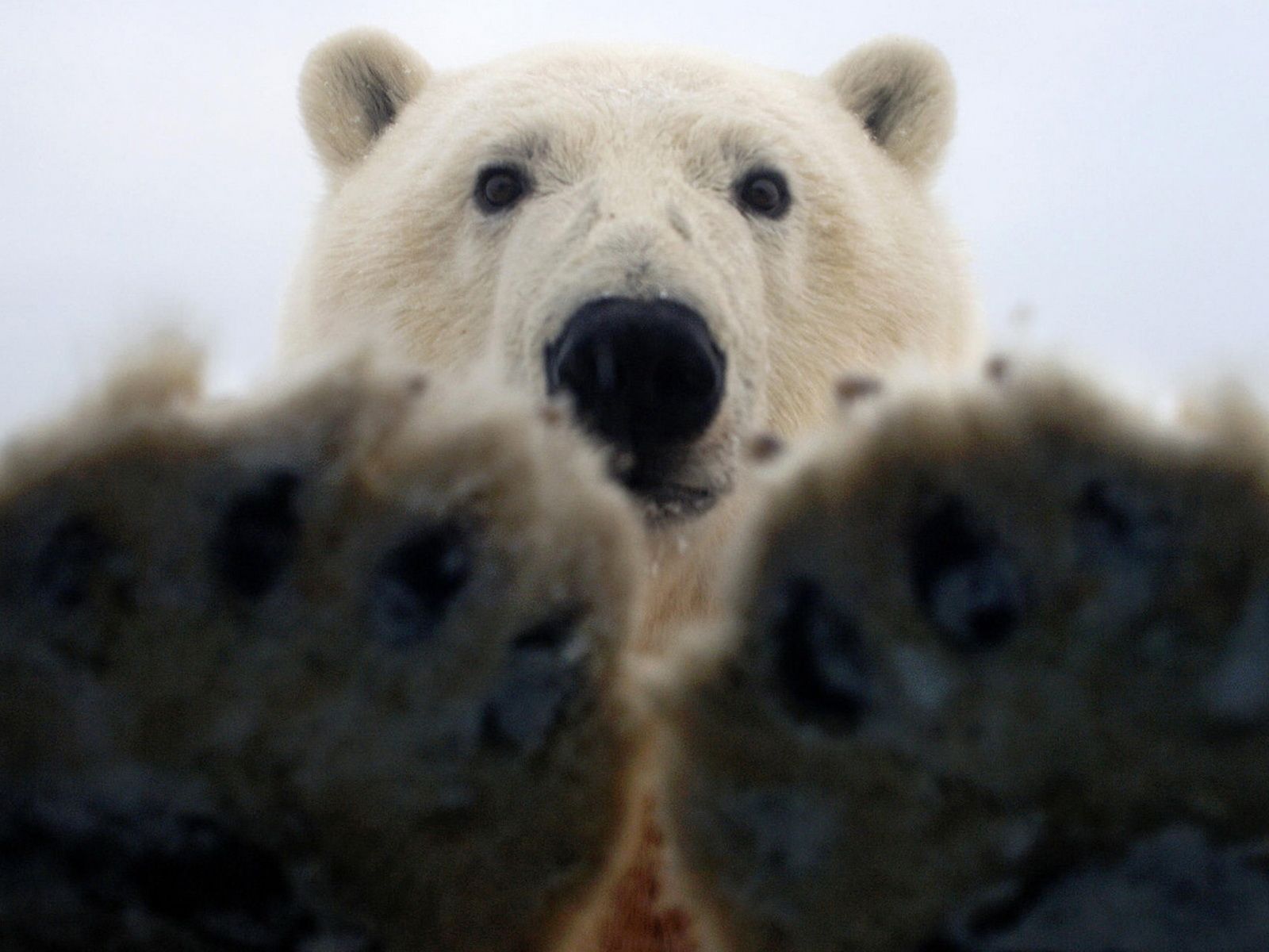 Paws of a polar bear wallpapers and images - wallpapers, pictures