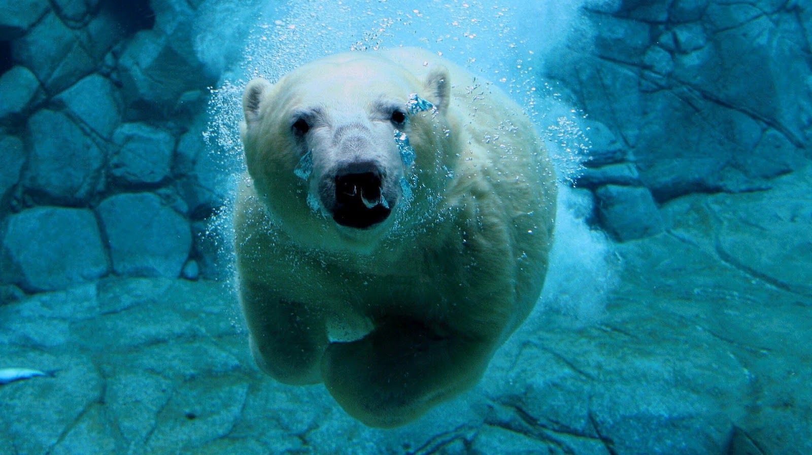 Polar bear swimming underwater HD Animals Backgrounds