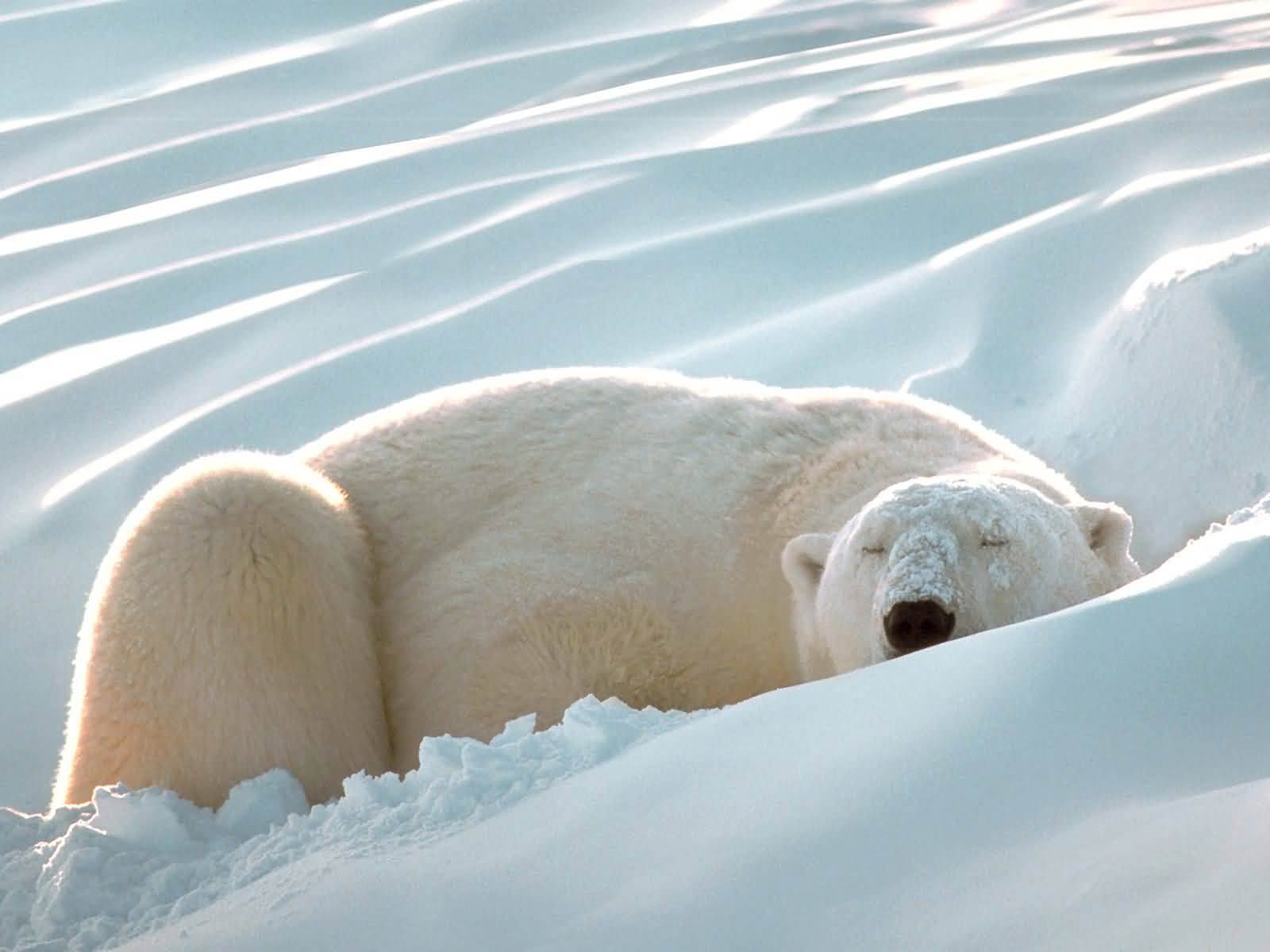 Free Polar Bear Wallpaper - Animals Town