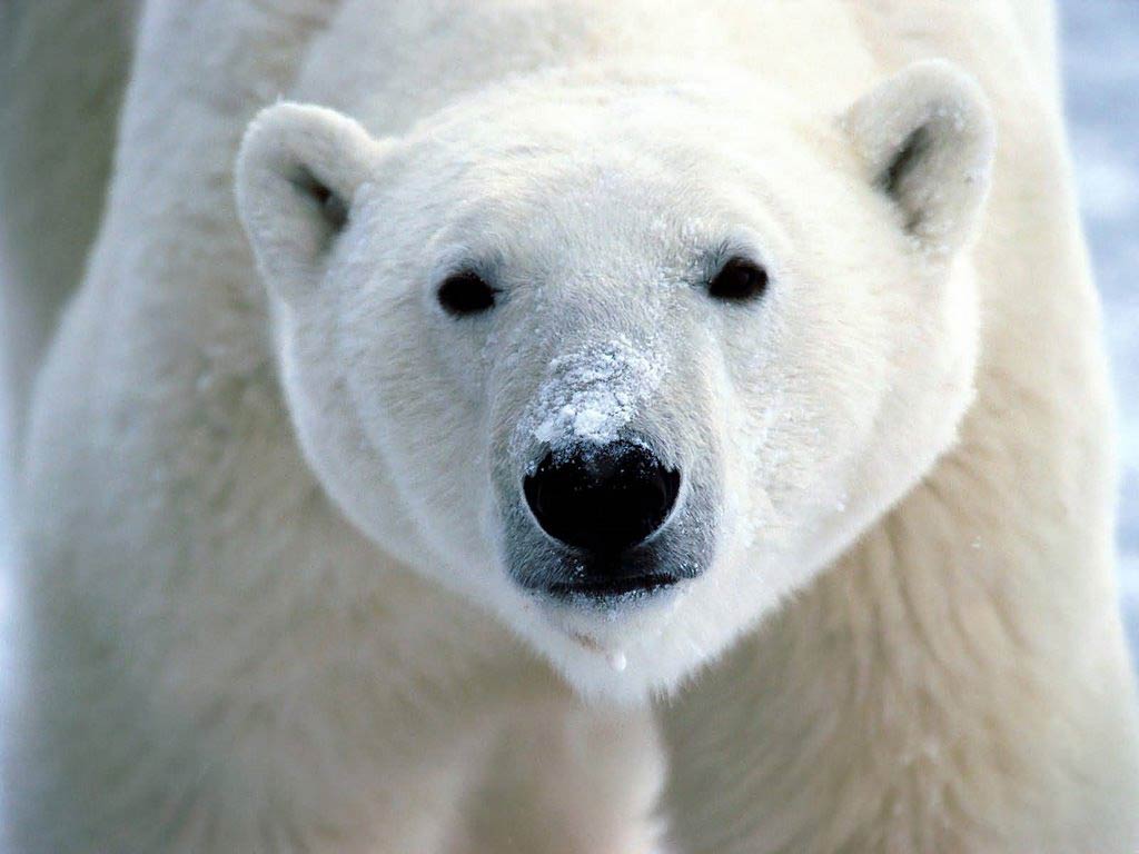 Polar Bear Desktop and Mobile Wallpaper - Animals Town