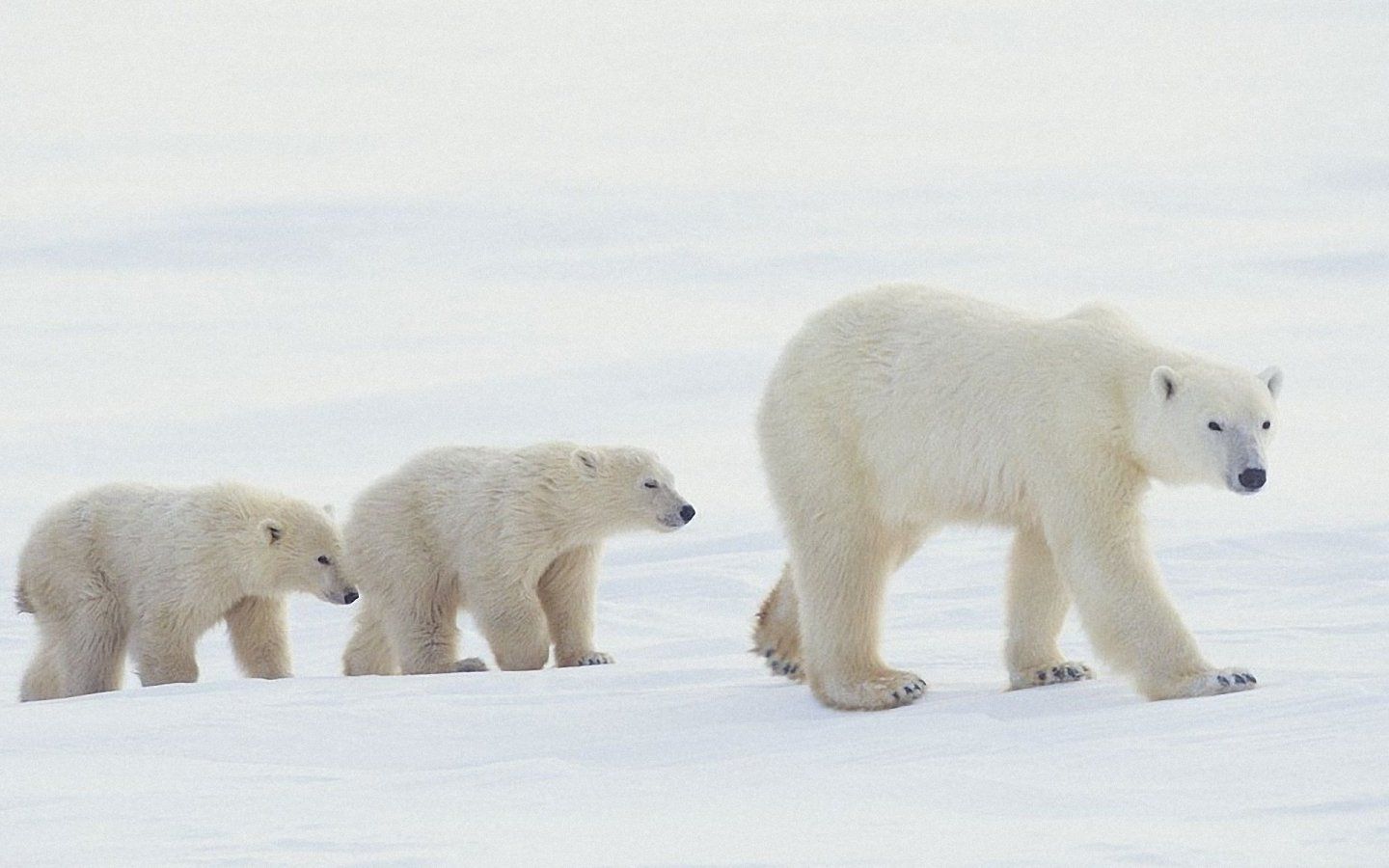 Baby Polar Bears Pictures - Wallpaper HD Wide
