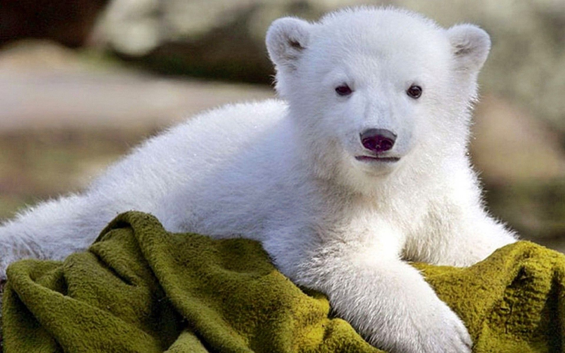 Gallery for - baby polar bears wallpaper