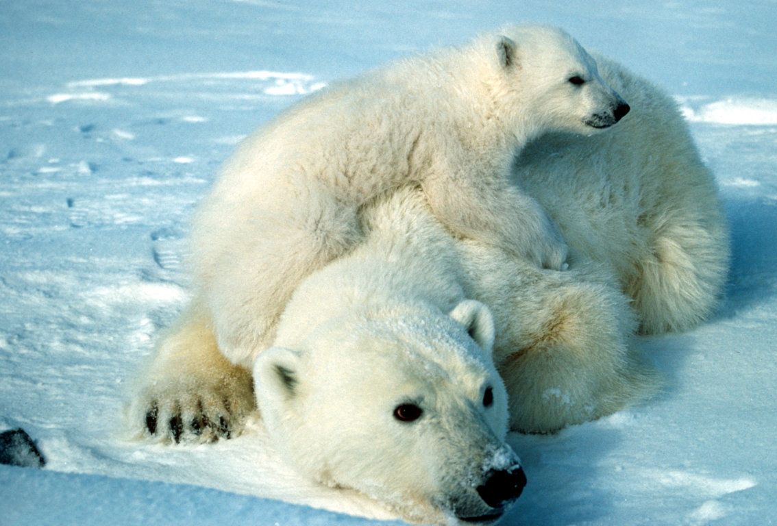 Baby Polar Bears - wallpaper.